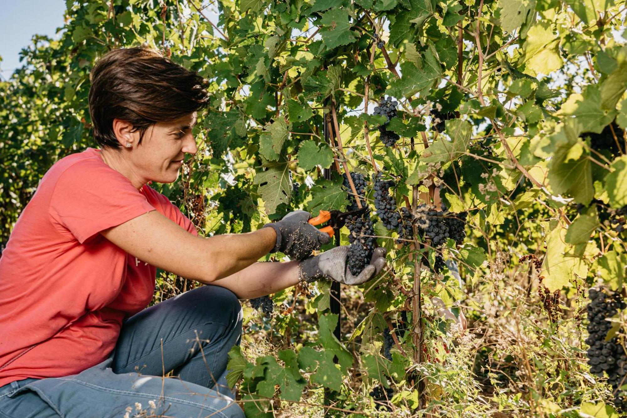 Il Querciolo - Azienda Biologica, Agriturismo E Cantina Marciano della Chiana Eksteriør bilde